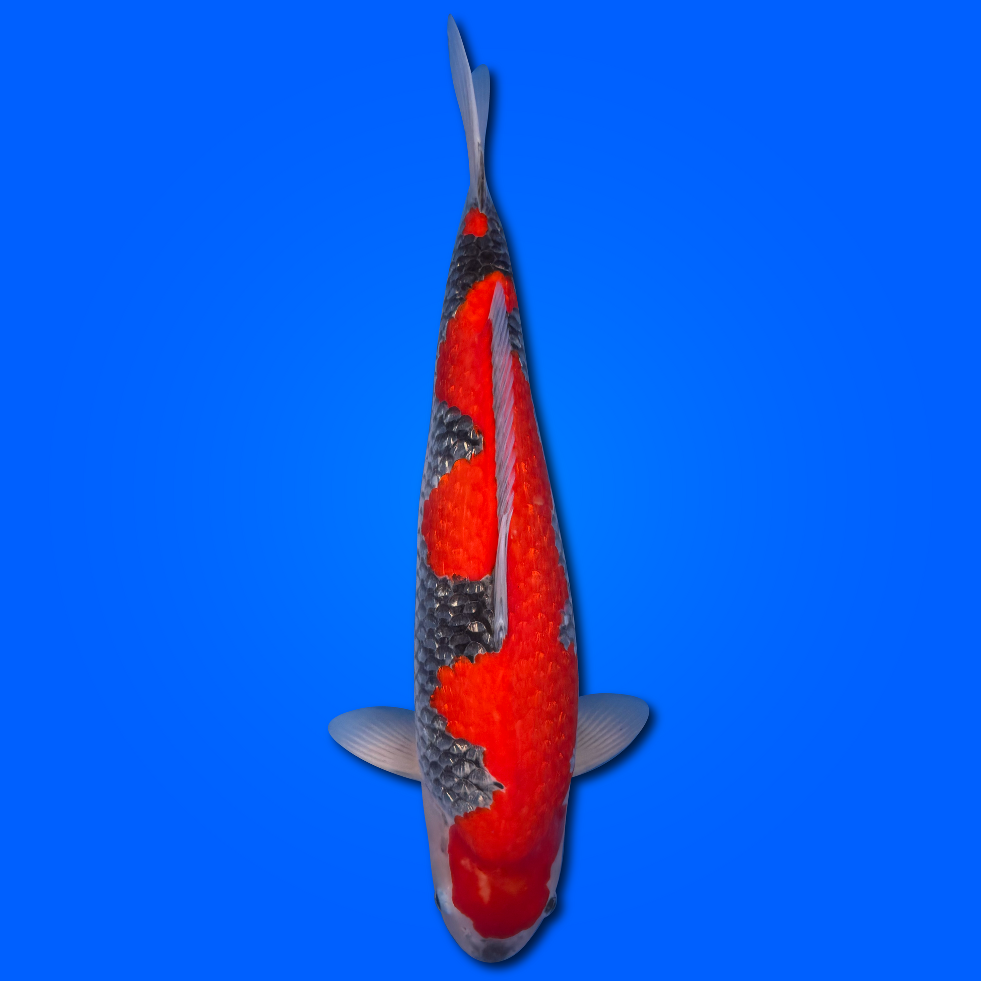 Carpa Koi Goshiki - Giappone Febbraio 2026