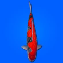 Carpa Koi Goshiki - Giappone Febbraio 2026