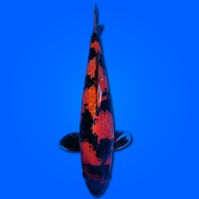 Carpa Koi Hi Utsuri - Selezione Giappone 2025