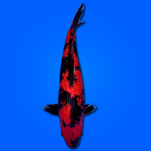 Carpa Koi Hi Utsuri - Selezione Giappone 2025