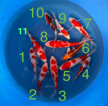 Carpe Koi - Box D (Giappone 2026 febbraio)