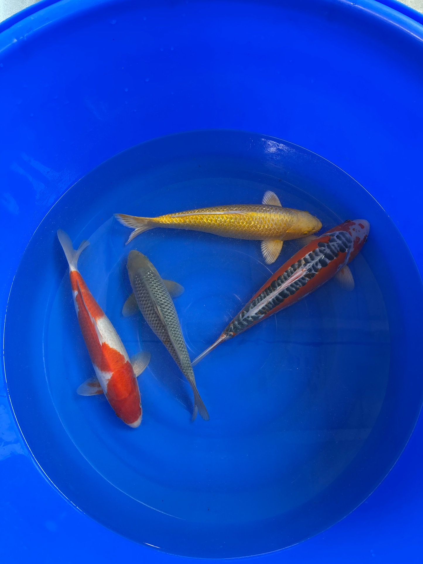 4 Koi: Shusui + Yamabuki Ginrin + Kohaku + Soragoi Ginrin