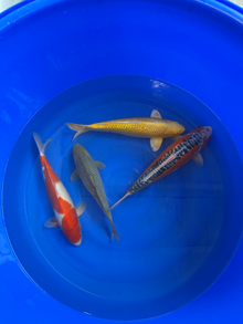 4 Koi: Shusui + Yamabuki Ginrin + Kohaku + Soragoi Ginrin