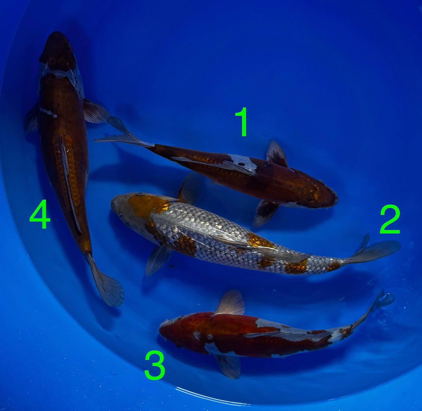 Carpe Koi - Box U