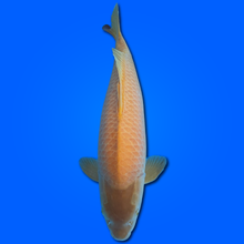 Carpa Koi Karashigoi - Selezione Giappone 2025