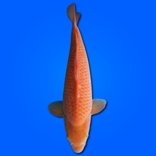 Carpa Koi Karashigoi Ginrin - Selezione Giappone 2025