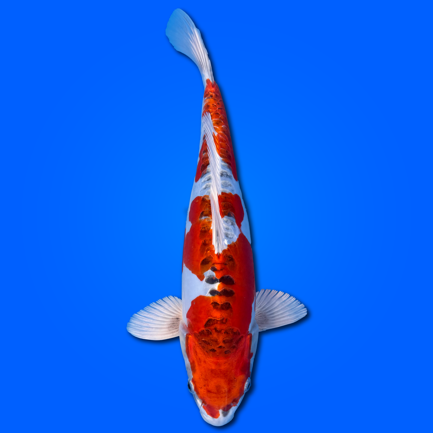 Carpa Koi Kinkikokurio - Selezione Giappone 2025