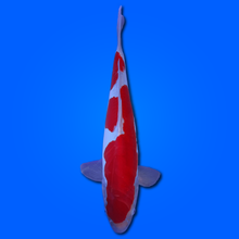 Carpa Koi Kohaku Doitsu - Selezione Giappone 2025