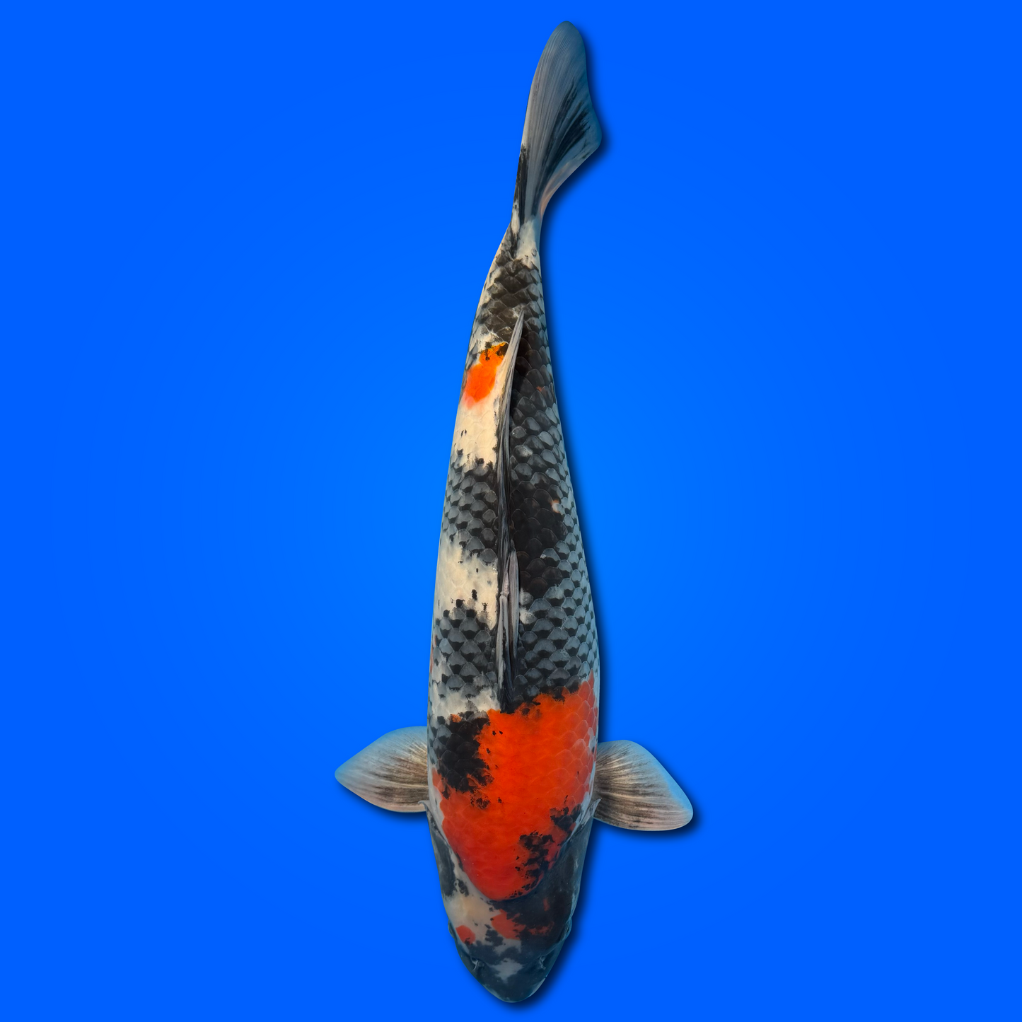 Showa Koi Carp (Japan February 2026)