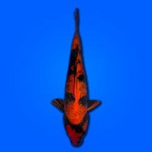 Carpa koi Hi Utsuri