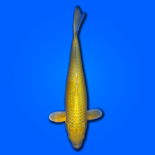 Carpa koi Yamabuki