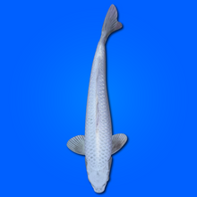 Carpa Koi Ginrin Platinum