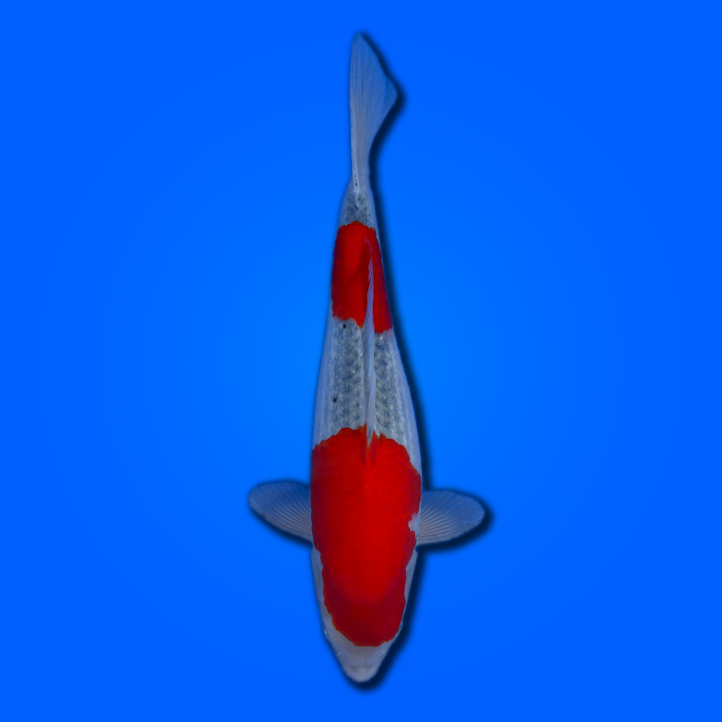 Carpa koi Goshiki