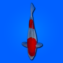 Carpa koi Goshiki