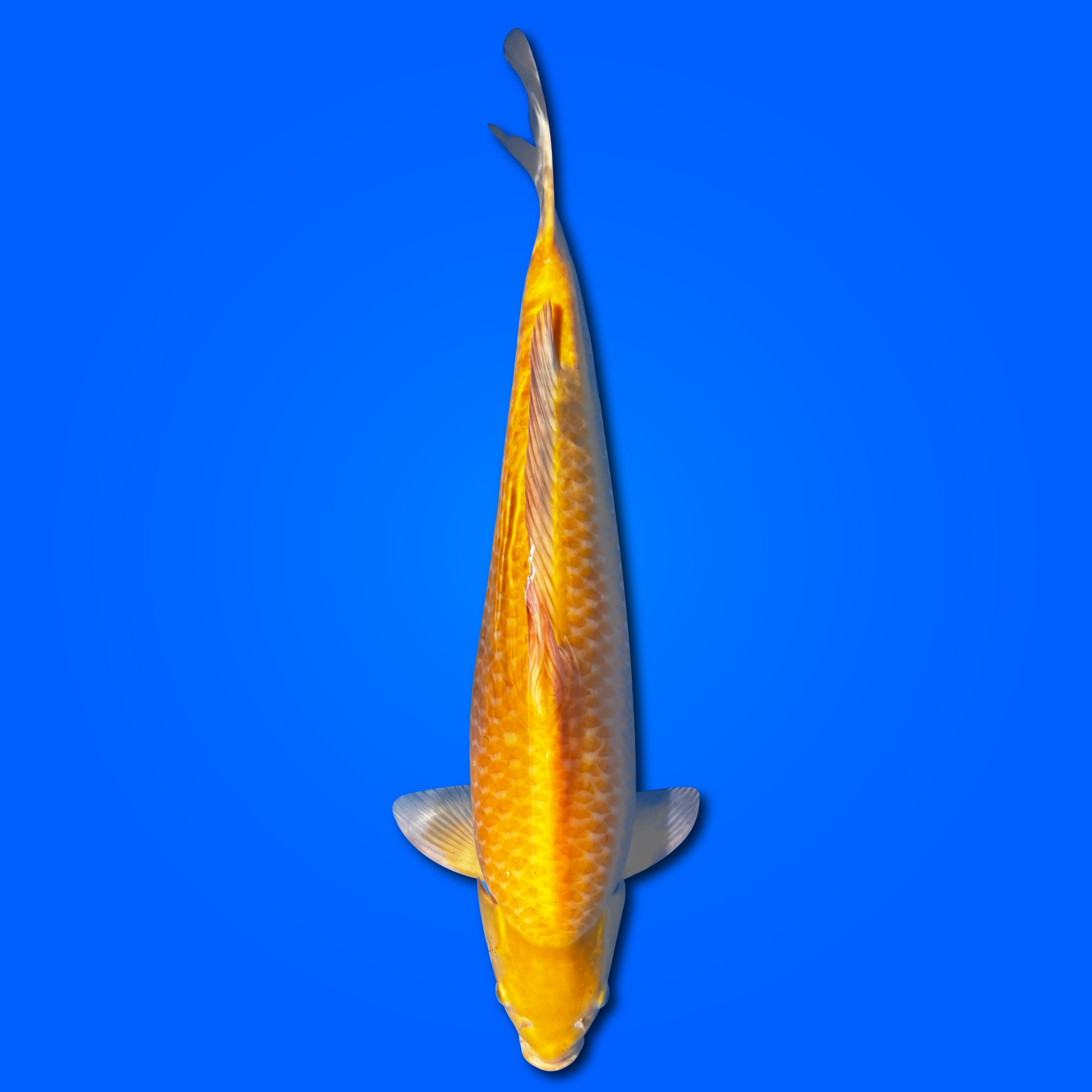 Carpa Koi Karashigoi - Disponibile