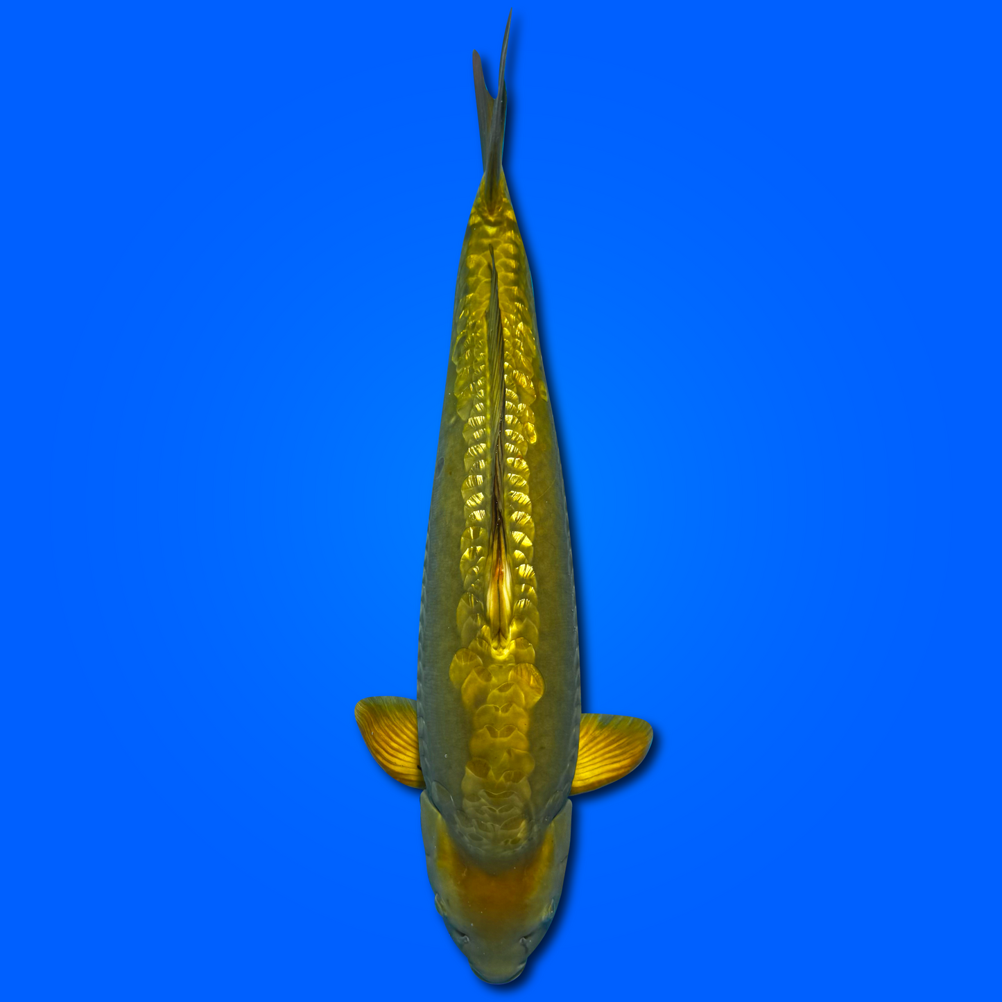 Carpa Koi Doitsu Chagoi - Disponibile