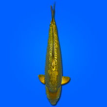 Carpa Koi Doitsu Chagoi - Disponibile