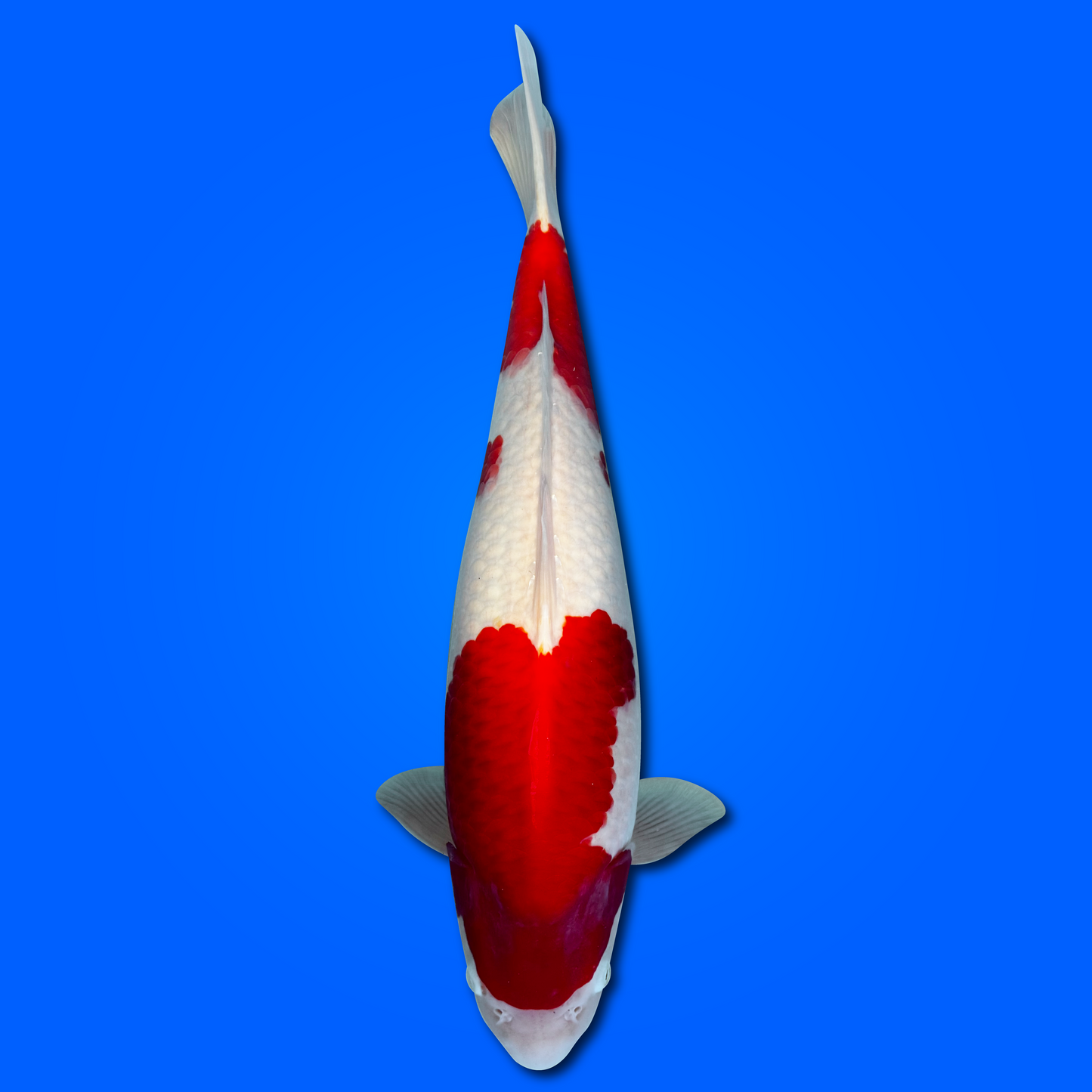 Carpa Koi Kohaku (Giappone 2025)
