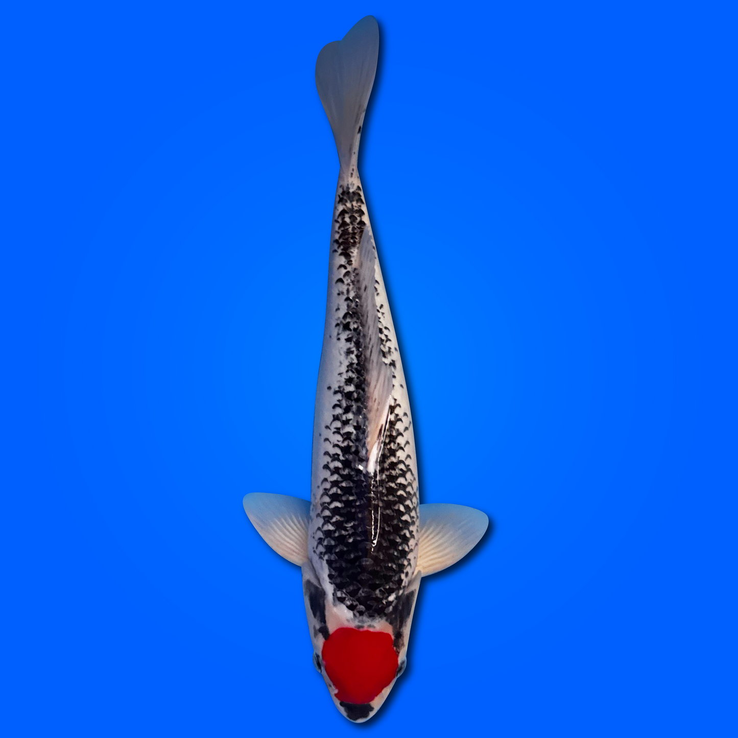 Koi Carp Tancho Goshiki (Japan 2025)