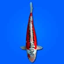 Carpa Koi Hi Shusui (Giappone Febbraio 2026)