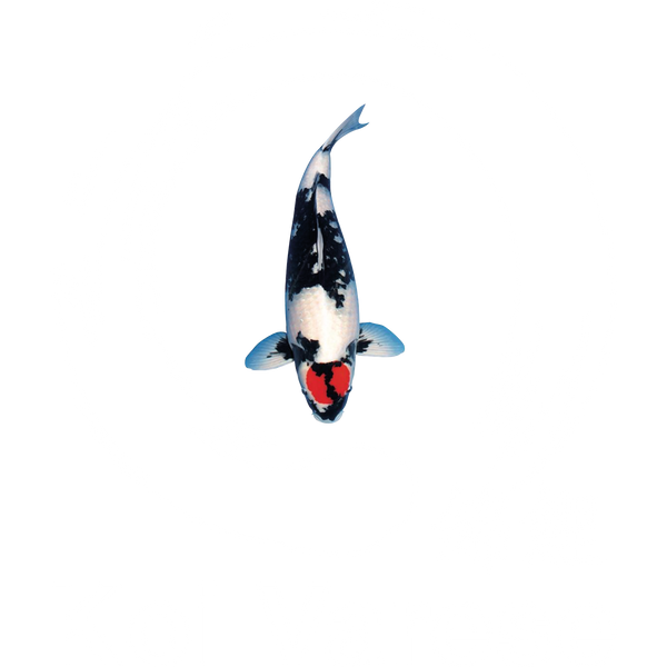 Koi Varese