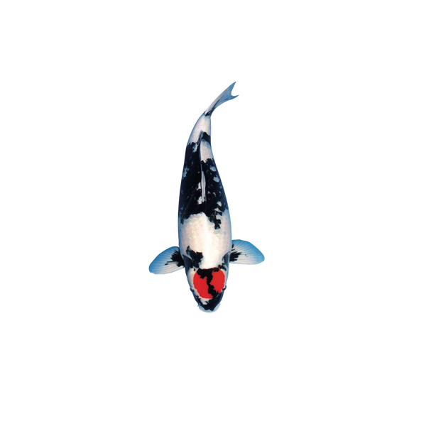 Logo Koi Varese bianco senza sfondo