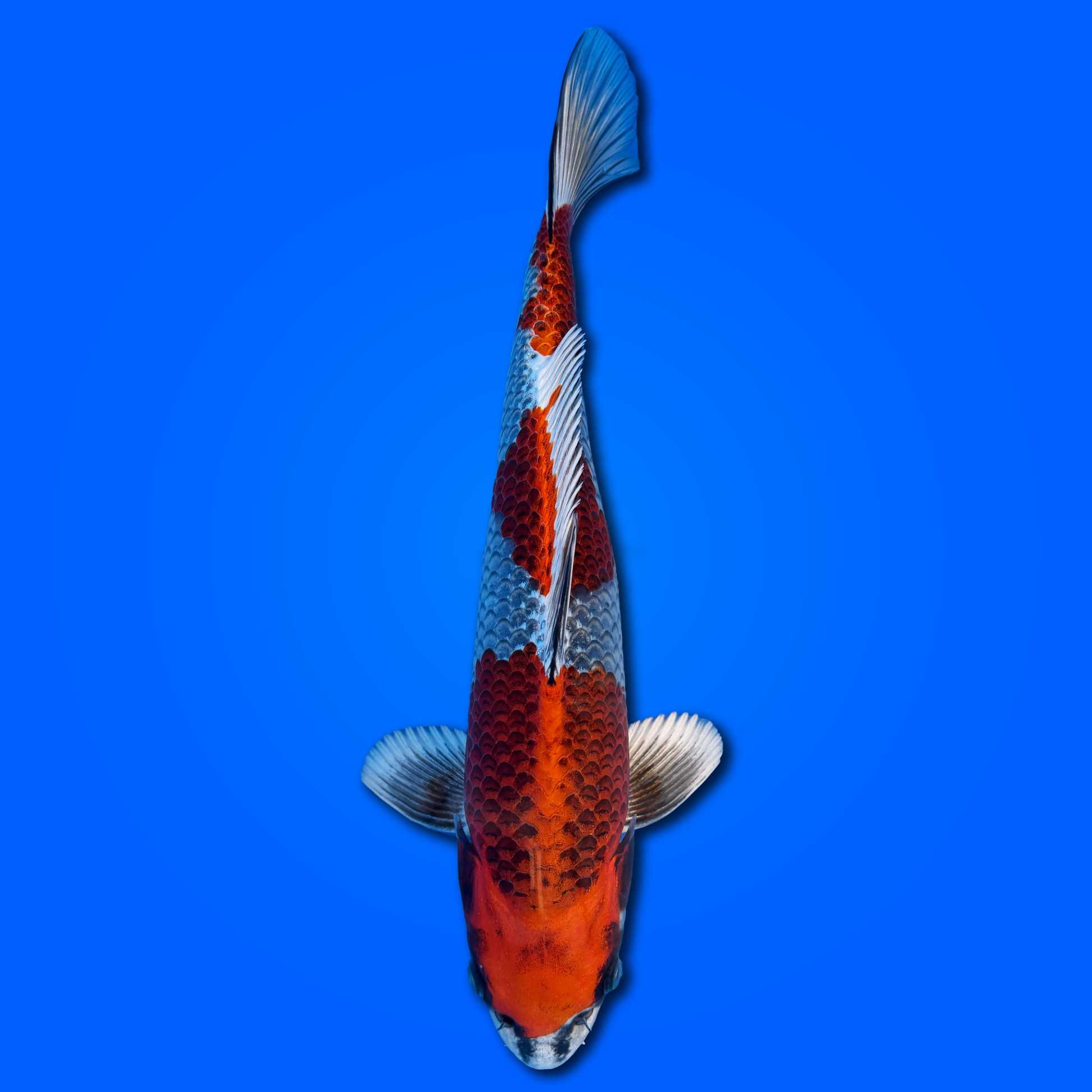 Carpa Koi Kujaku - Selezione Giappone 2025