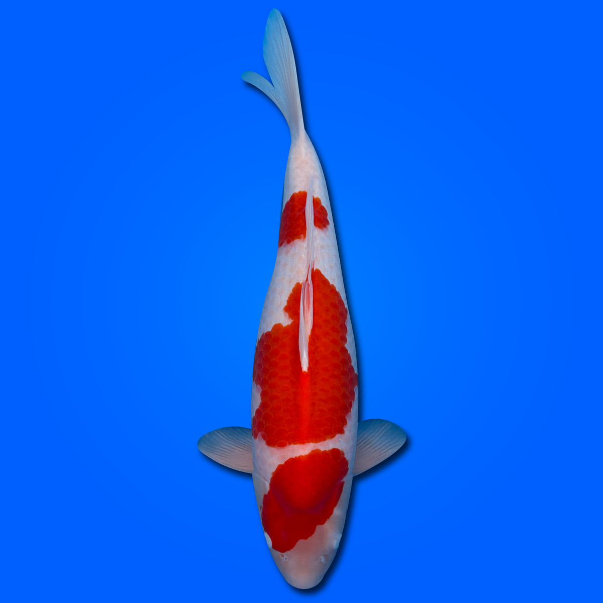 Carpa Koi Kohaku (Giappone ottobre 2026)