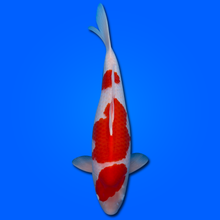 Carpa Koi Kohaku (Giappone ottobre 2026)