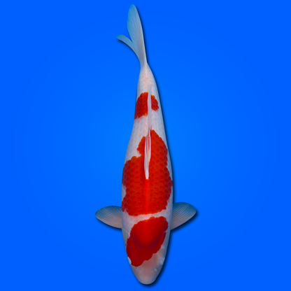 Carpa Koi Kohaku (Giappone ottobre 2026)