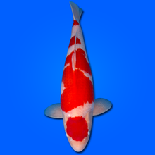 Carpa Koi Maruten Kohaku (Giappone ottobre 2026)