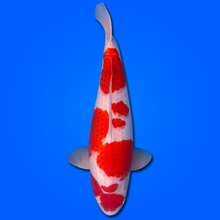 Carpa Koi Kohaku (Giappone ottobre 2026)