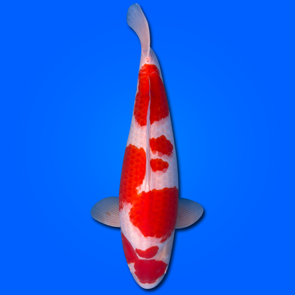 Carpa Koi Kohaku (Giappone ottobre 2026)
