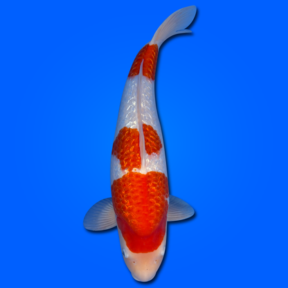 Carpa Koi Kohaku (Giappone ottobre 2026)