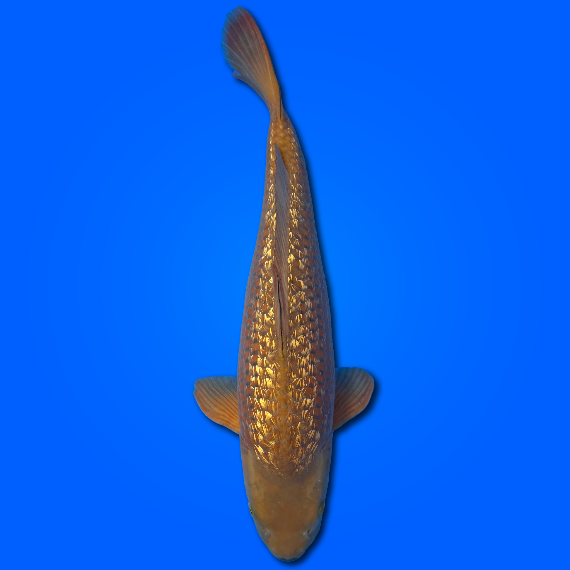 Carpa Koi Ginrin Chagoi - Selezione Giappone 2025