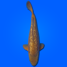 Carpa Koi Ginrin Chagoi - Selezione Giappone 2025