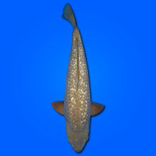 Carpa Koi Ginrin Chagoi - Selezione Giappone 2025