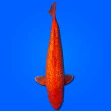 Carpa Koi Benigoi Ginrin - Selezione Giappone 2025