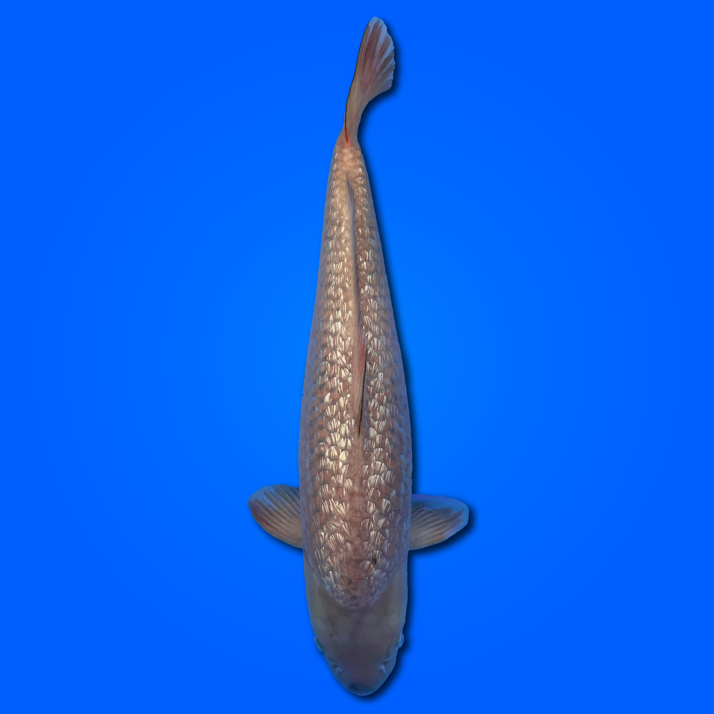 Carpa Koi Karashigoi Ginrin - Selezione Giappone 2025