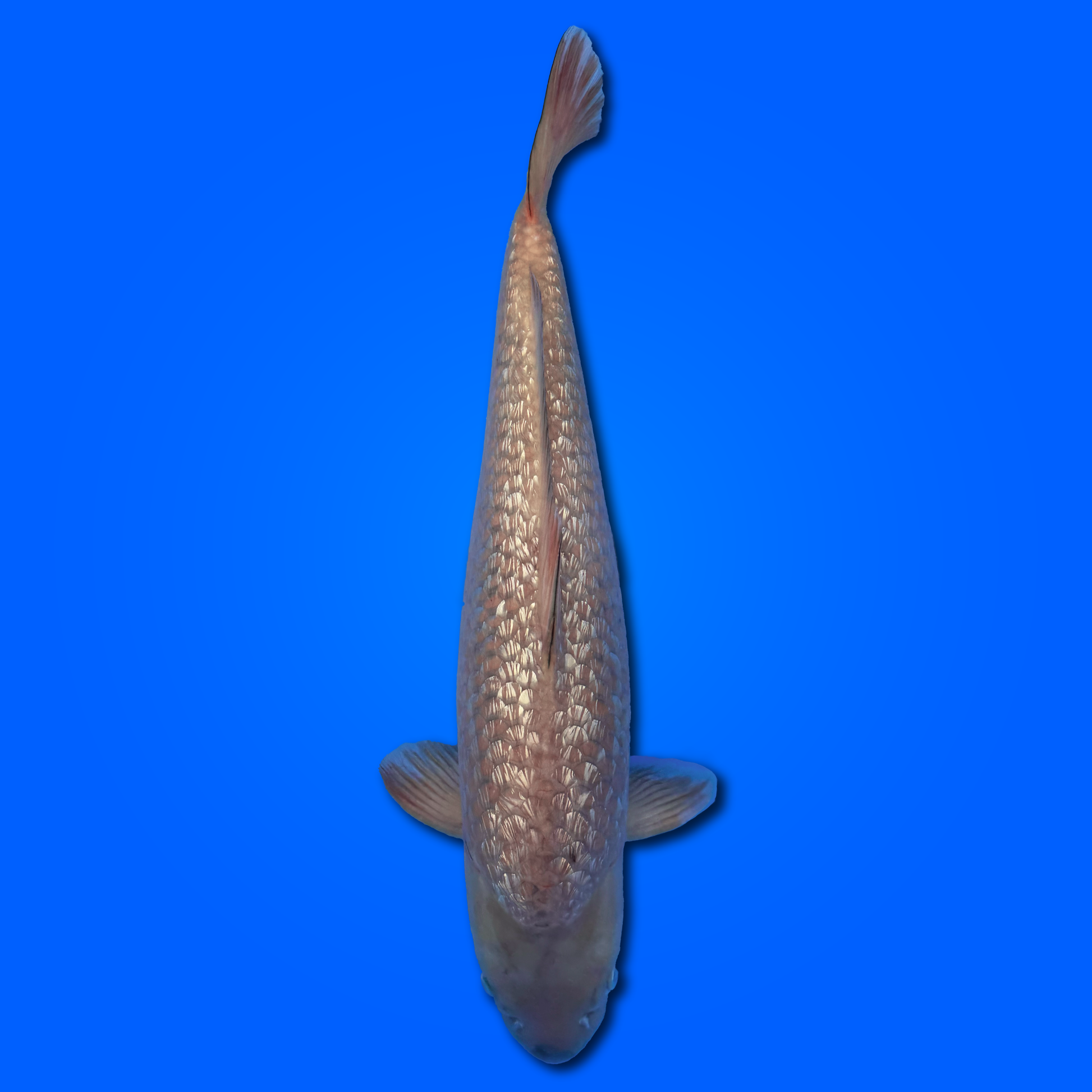 Carpa Koi Karashigoi Ginrin - Selezione Giappone 2025