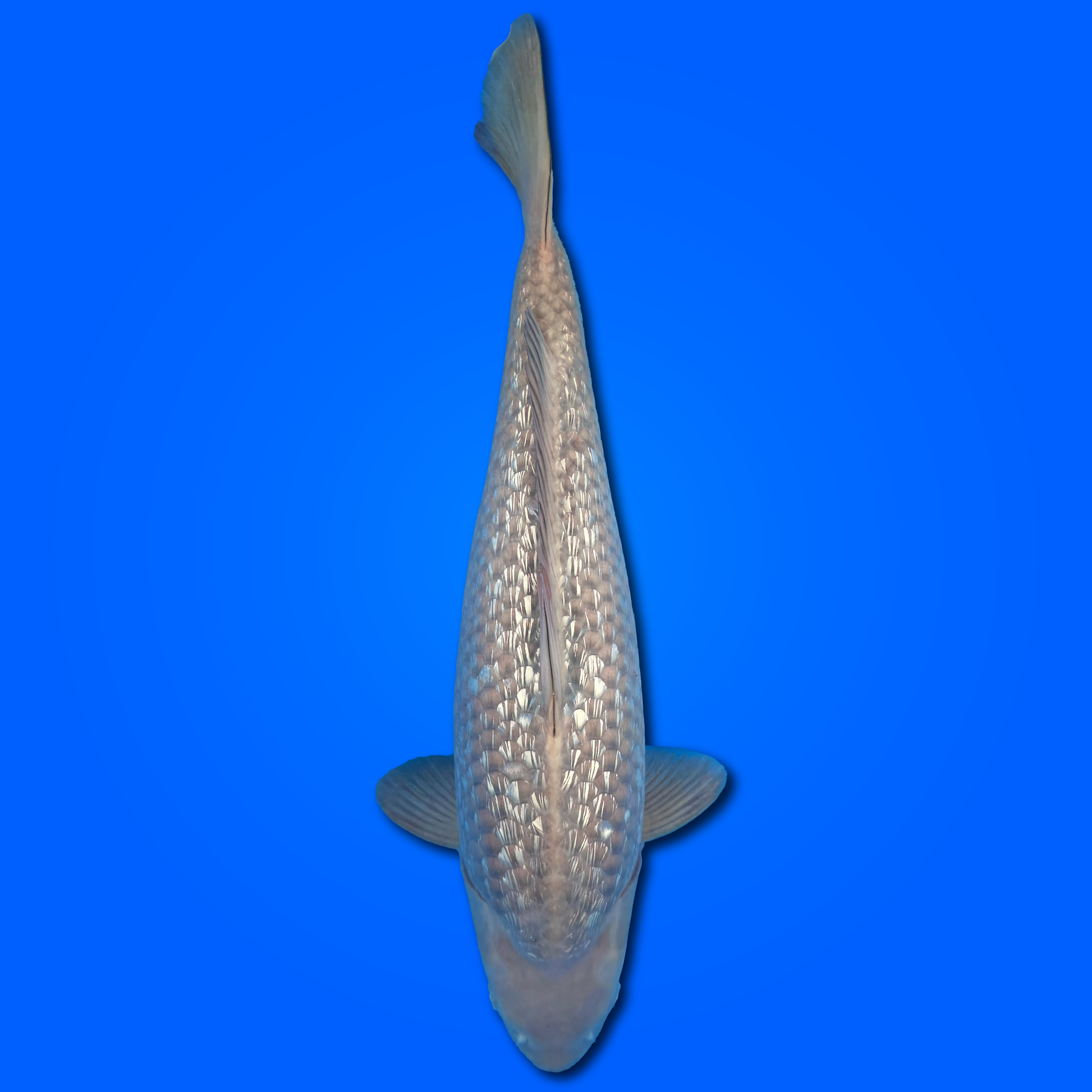 Carpa Koi Chagoi Ginrin - Selezione Giappone 2025