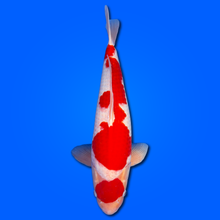 Carpa Koi Maruten Kohaku - Selezione Giappone 2025