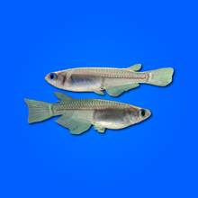 Medaka – Pesce Giapponese Ornamentale