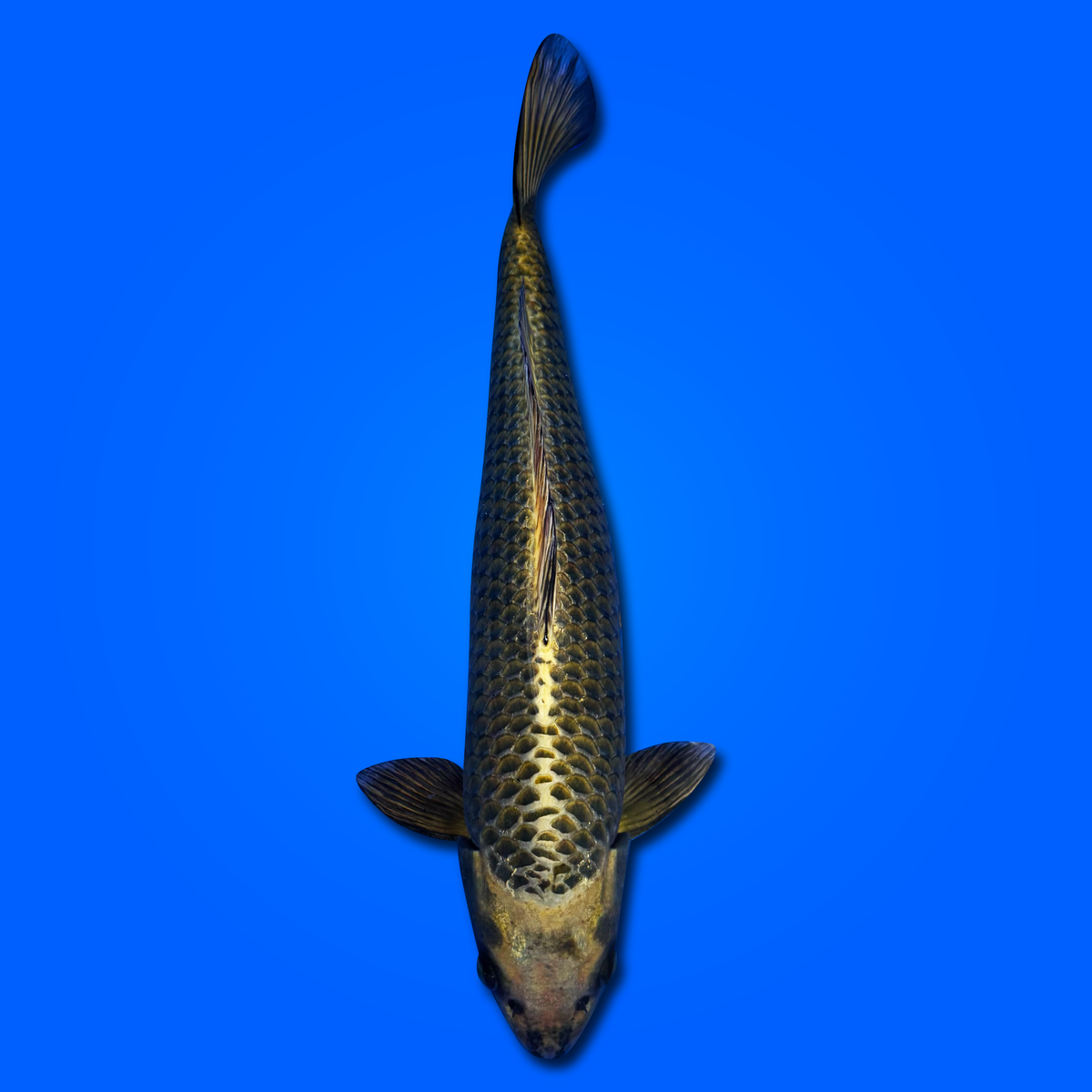 Carpa Koi Mukashi