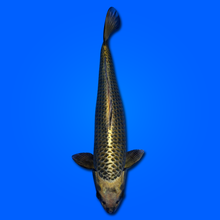 Carpa Koi Mukashi