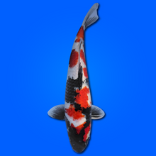 Carpa Koi Showa - Giappone Febbraio 2026