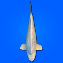 Carpa Koi Platino (Giappone ottobre 2026)