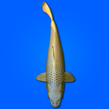 Carpa Koi Mucashi - Selezione Giappone 2025