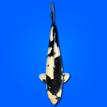 Carpa Koi Shiro Utsuri - Selezione Giappone 2025