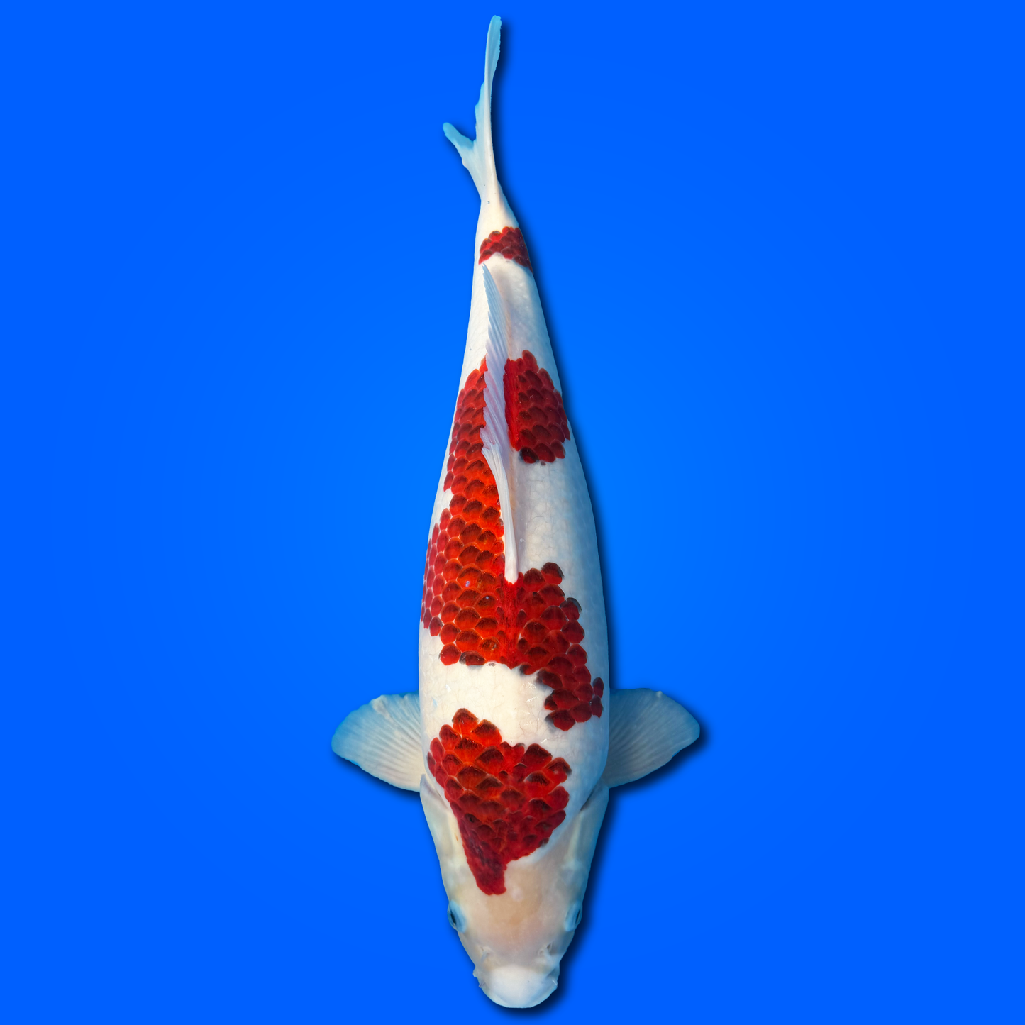 Carpa Koi Goromo - Selezione Giappone 2025